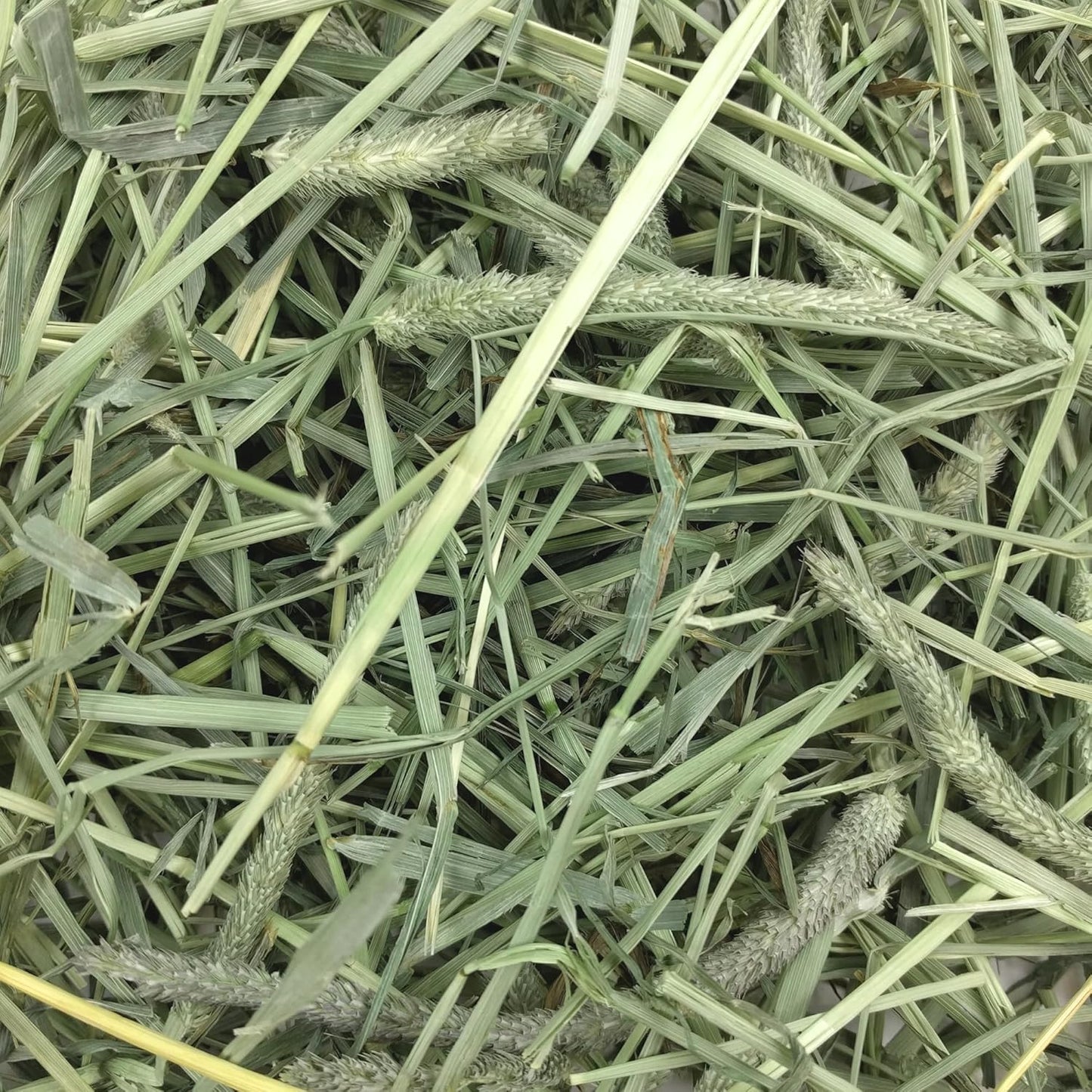 Western Timothy Hay, Guinea Pig Hay, Small Pet Bunny Supplies, All Natural Grass for Guinea Pig, Bunny, Chinchilla & Hamster,  Rabbit Supplies for Bunnies, 90 Oz. Bag