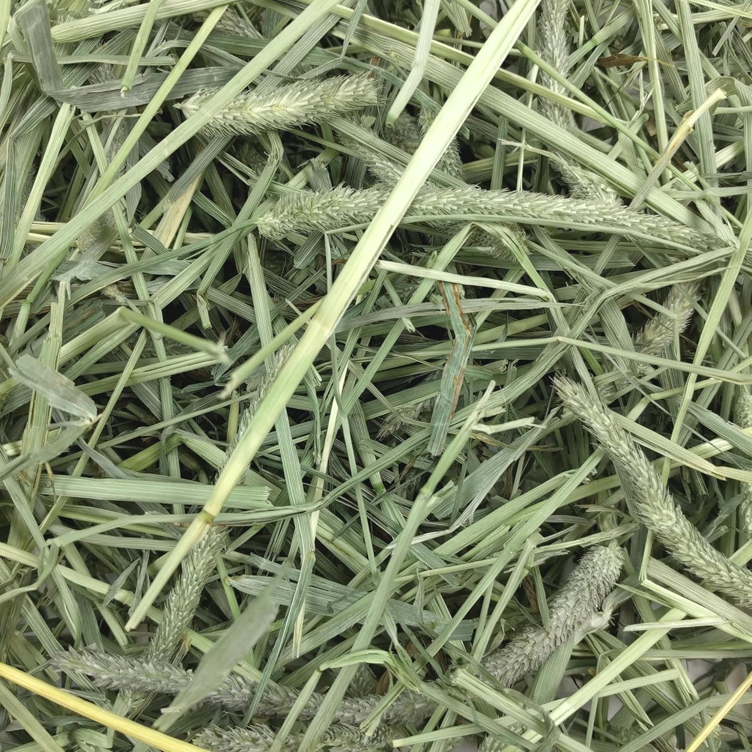 Western Timothy Hay, Guinea Pig Hay, Small Pet Bunny Supplies, All Natural Grass for Guinea Pig, Bunny, Chinchilla & Hamster,  Rabbit Supplies for Bunnies, 90 Oz. Bag
